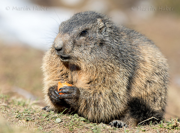 Murmeltier, Marmota