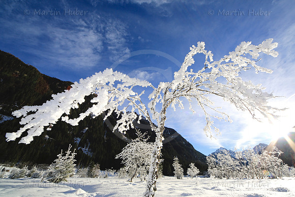 Winterbaum