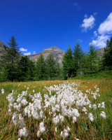 Wollgras und Hochgolling