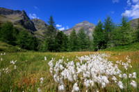 Wollgras und Hochgolling