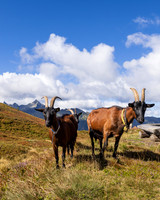 Ziegen nahe Pleschnitzzinkenhütte