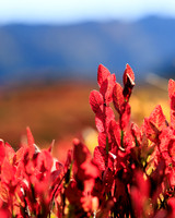 THEMENBILD, Herbst in Österreich