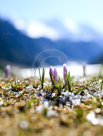 Fruehling am Riesachsee