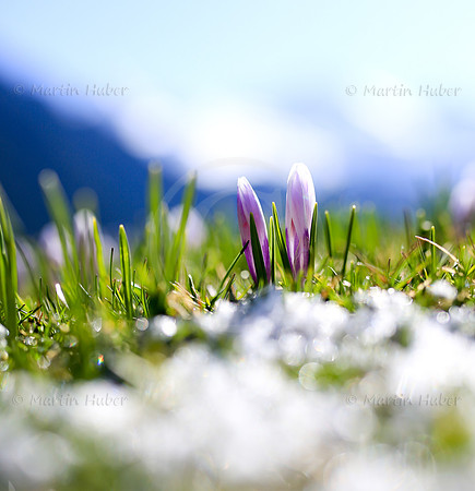 Fruehling am Riesachsee