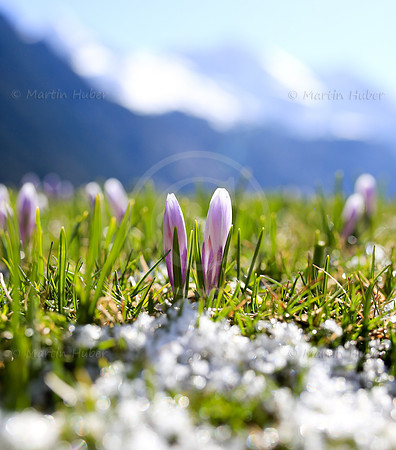 Fruehling am Riesachsee