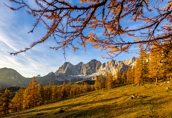 THEMENBILD, Lärchen im Herbst