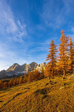 THEMENBILD, Lärchen im Herbst
