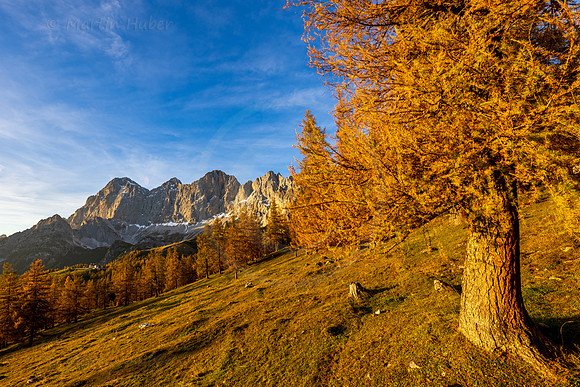 THEMENBILD, Lärchen im Herbst