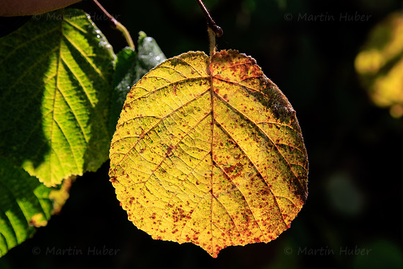 THEMENBILD, Herbst in Österreich