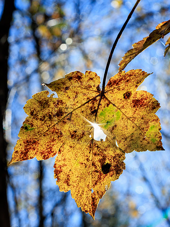 THEMENBILD, Herbst in Österreich