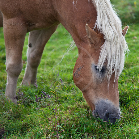 Haflinger auf der Rohrmooser Frei