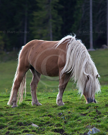 Haflinger auf der Rohrmooser Frei