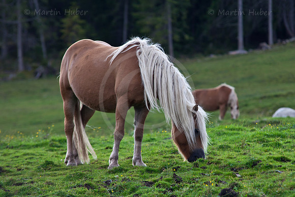 Haflinger auf der Rohrmooser Frei