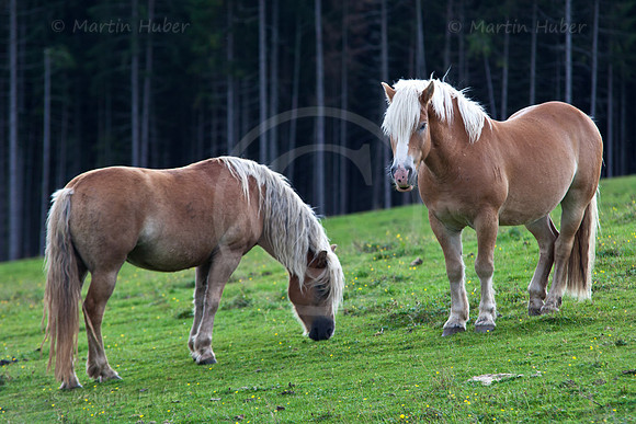 Haflinger auf der Rohrmooser Frei