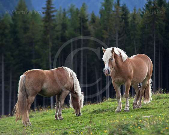 Haflinger auf der Rohrmooser Frei
