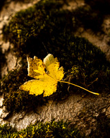 THEMENBILD, Herbst in den Bergen, Ahornblatt