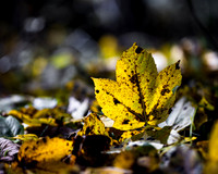 THEMENBILD, Herbst in den Bergen, Ahornblatt