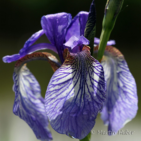 Sibirische Schwertlilie (Iris sibirica)