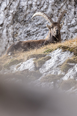 Alpensteinbock, Steinbock, Capra ibex