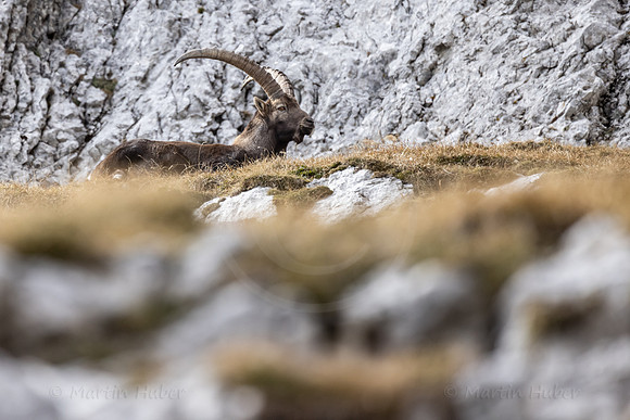 Alpensteinbock, Steinbock, Capra ibex