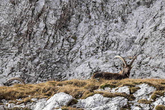 Alpensteinbock, Steinbock, Capra ibex