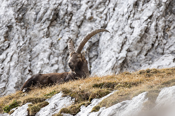 Alpensteinbock, Steinbock, Capra ibex