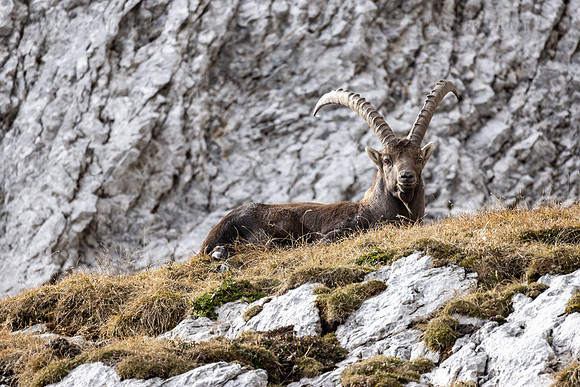 Alpensteinbock, Steinbock, Capra ibex