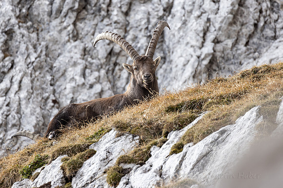 Alpensteinbock, Steinbock, Capra ibex