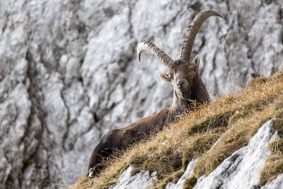Alpensteinbock, Steinbock, Capra ibex