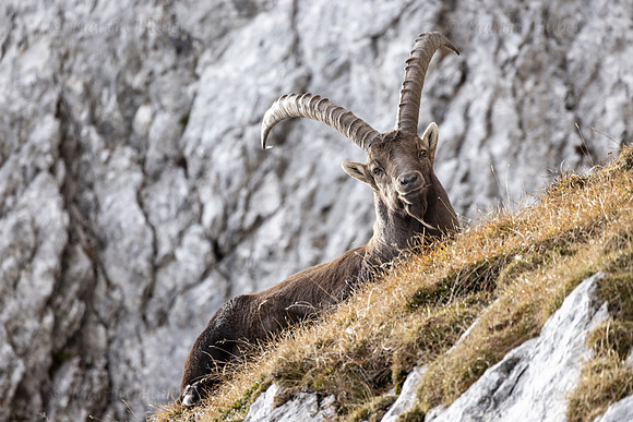 Alpensteinbock, Steinbock, Capra ibex
