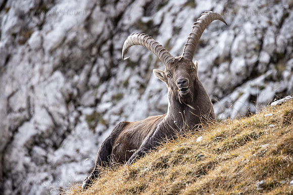 Alpensteinbock, Steinbock, Capra ibex