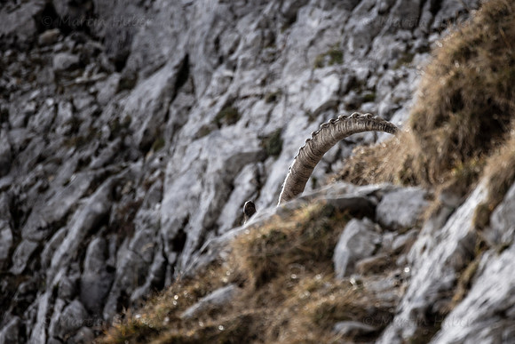 Alpensteinbock, Steinbock, Capra ibex