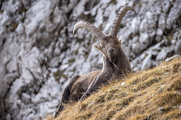 Alpensteinbock, Steinbock, Capra ibex
