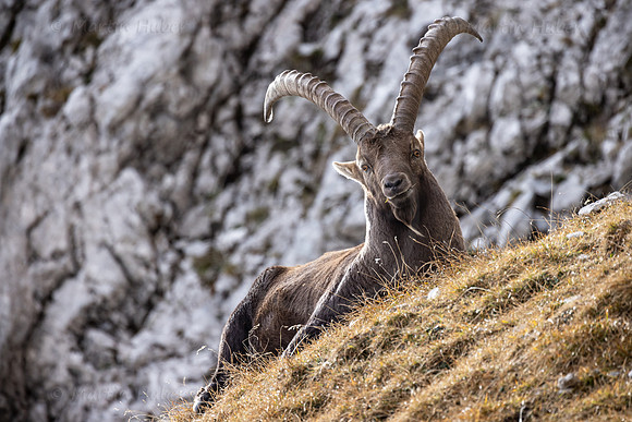 Alpensteinbock, Steinbock, Capra ibex