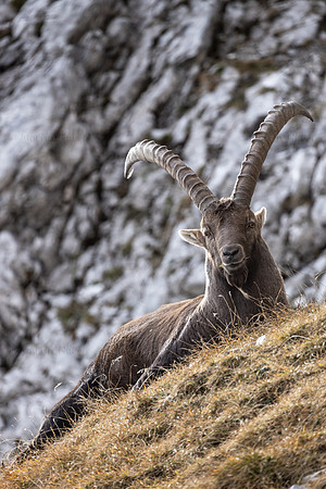 Alpensteinbock, Steinbock, Capra ibex
