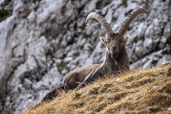 Alpensteinbock, Steinbock, Capra ibex
