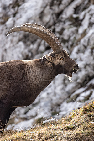 Alpensteinbock, Steinbock, Capra ibex