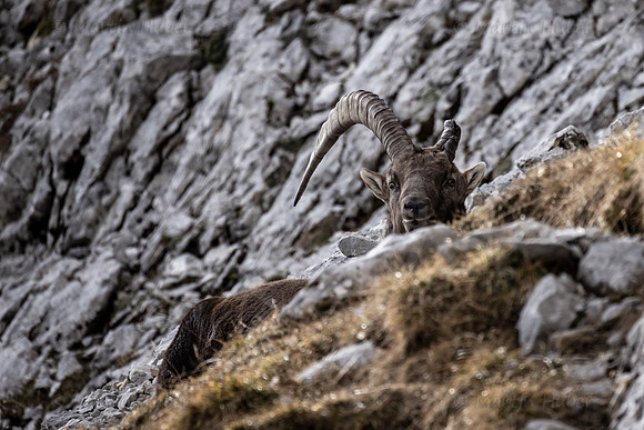 Alpensteinbock, Steinbock, Capra ibex
