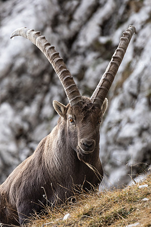 Alpensteinbock, Steinbock, Capra ibex