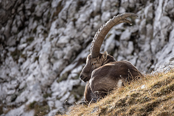 Alpensteinbock, Steinbock, Capra ibex