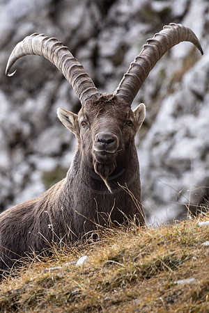 Alpensteinbock, Steinbock, Capra ibex