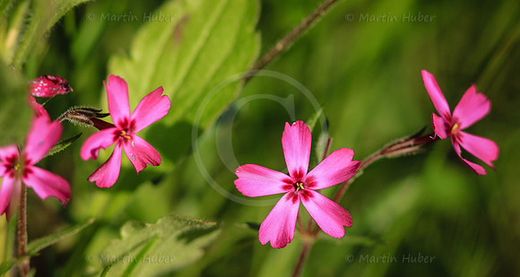 Rosa Wiesenblume