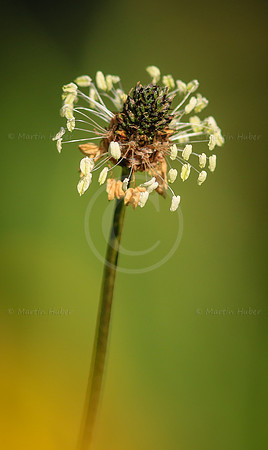 Verbluehte Fruehlingsblume