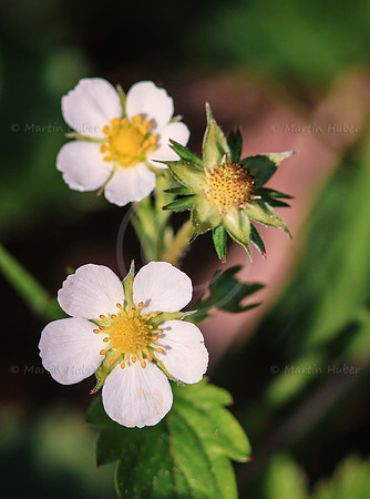 Blueten einer Wald-Erdbeere, Fragaria vesca