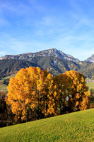 Herbst, verfärbte Bäume, Gössenberg