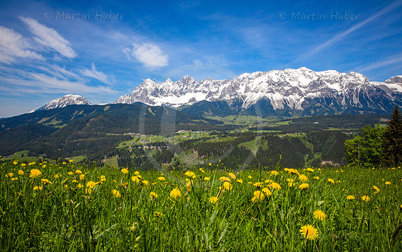 Blühende Löwenzahn-Wiese und Dachstein