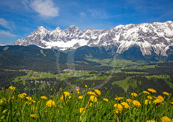 Blühende Löwenzahn-Wiese und Dachstein