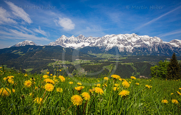 Blühende Löwenzahn-Wiese und Dachstein