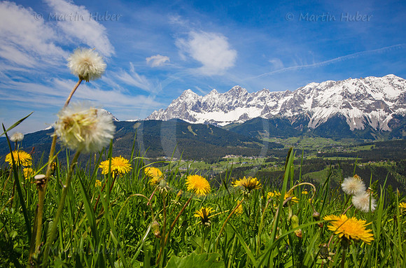 Blühende Löwenzahn-Wiese und Dachstein
