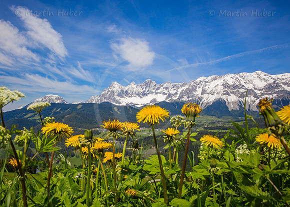 Blühende Löwenzahn-Wiese und Dachstein